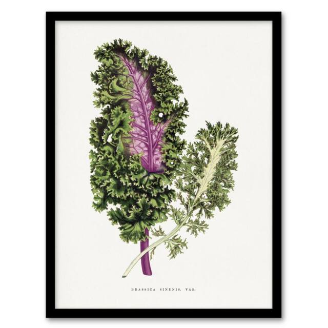 Artery8 AF Lydon Benjamin Fawcett Green Wild Cabbage Leaf Framed Art Print in White - Size: A4 - image 1