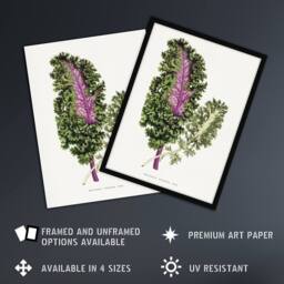 Artery8 AF Lydon Benjamin Fawcett Green Wild Cabbage Leaf Framed Art Print in White - Size: A4 - thumbnail 2