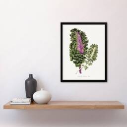 Artery8 AF Lydon Benjamin Fawcett Green Wild Cabbage Leaf Framed Art Print in White - Size: A4 - thumbnail 4