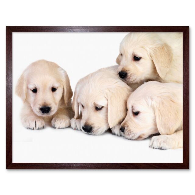 "Artery8 Wall Art Print Golden Retriever Puppy Dogs Pet Puppies Cute Baby Animal Photograph Art Framed in Brown - Size: W12"" x H16""" - image 1