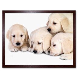 "Artery8 Wall Art Print Golden Retriever Puppy Dogs Pet Puppies Cute Baby Animal Photograph Art Framed in Brown - Size: W12"" x H16""" - thumbnail 1
