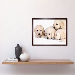 "Artery8 Wall Art Print Golden Retriever Puppy Dogs Pet Puppies Cute Baby Animal Photograph Art Framed in Brown - Size: W12"" x H16""" - thumbnail 2