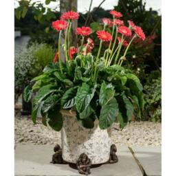 Jardinopia Orangutan Plant Pot Feet - Set of 3 - L10.2 x W7 x H9 cm in Bronze - thumbnail 7