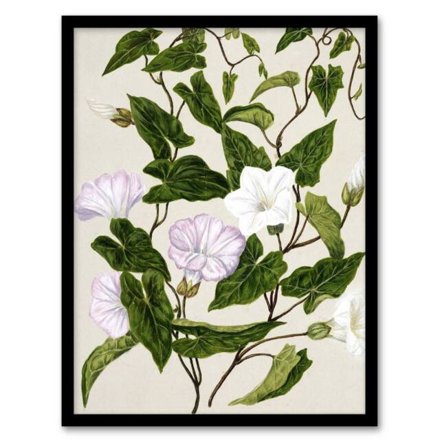 "Artery8 New Zealand Bindweed Wildflowers Featon Framed Wall Art Print in Beige - Size: W12"" x H16""" - image 1