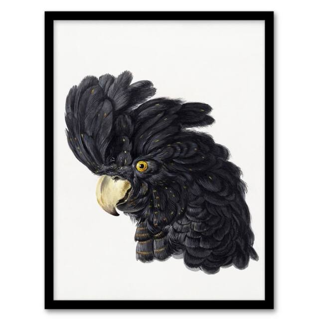 Artery8 Aert Schouman Framed Wall Art Head of a Black Cockatoo Watercolour in White - Size: A4 - image 1