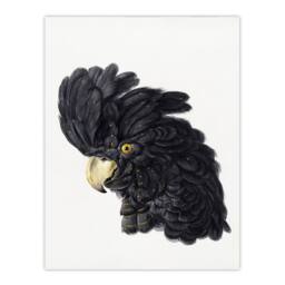 Artery8 Aert Schouman Framed Wall Art Head of a Black Cockatoo Watercolour in White - Size: A4 - thumbnail 3