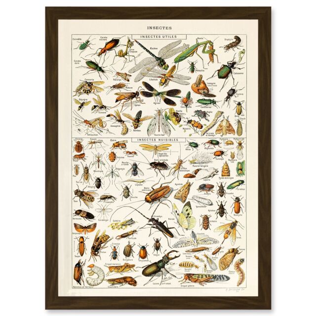 Artery8 Millot Encyclopedia vintage Insects Dragonfly Nature Artwork Framed Wall Art Print A4 in Brown - image 1