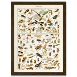 Artery8 Millot Encyclopedia vintage Insects Dragonfly Nature Artwork Framed Wall Art Print A4 in Brown - thumbnail 1