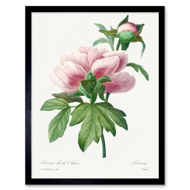 "Wee Blue Coo Pale Pink Peony Bloom Floral Stem Flowers Pretty Framed Wall Art Print in Green - Size: W12"" x H16""" - image 1