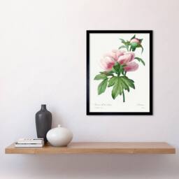 "Wee Blue Coo Pale Pink Peony Bloom Floral Stem Flowers Pretty Framed Wall Art Print in Green - Size: W12"" x H16""" - thumbnail 2