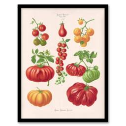 Artery8 Ernst Benary Tomatoes or Love Apples Vintage Botanical Framed Wall Art in White - Size: A4 - thumbnail 1