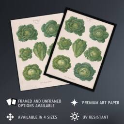 "Artery8 Savoy Cabbages Vintage Kitchen Ernst Benary Wall Art Poster Print in White - Size: W24"" x H32""" - thumbnail 2
