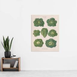 "Artery8 Savoy Cabbages Vintage Kitchen Ernst Benary Wall Art Poster Print in White - Size: W24"" x H32""" - thumbnail 4