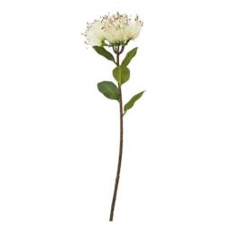 Lemon Pavilion Furniture and Decor Protea Nitida (Single Stem Flower) - Plastic - Height 45 cm - Cream - thumbnail 1