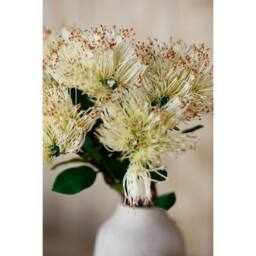Lemon Pavilion Furniture and Decor Protea Nitida (Single Stem Flower) - Plastic - Height 45 cm - Cream - thumbnail 5
