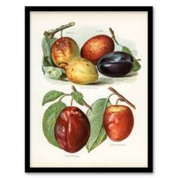 Artery8 John Wright Framed Wall Art Print Plum Varieties Vintage illustration in White - Size: A4 - thumbnail 1