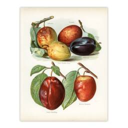 Artery8 John Wright Framed Wall Art Print Plum Varieties Vintage illustration in White - Size: A4 - thumbnail 3