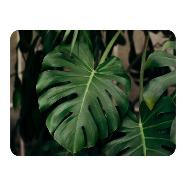 Benjamin Tate Design Monstera Leaves in home interior Designer Blanket in Natural - Size: 120 cm x 150 cm - image 1