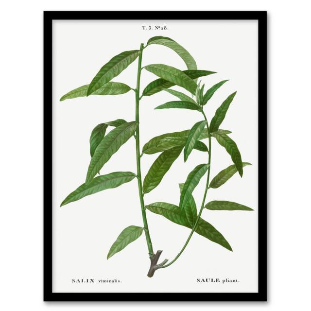 Artery8 Pierre J Redoute Framed Wall Art Basket Willow Vintage Botanical in White - Size: A4 - image 1