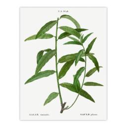 Artery8 Pierre J Redoute Framed Wall Art Basket Willow Vintage Botanical in White - Size: A4 - thumbnail 3