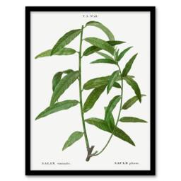 Artery8 Pierre J Redoute Framed Wall Art Basket Willow Vintage Botanical in White - Size: A4 - thumbnail 1