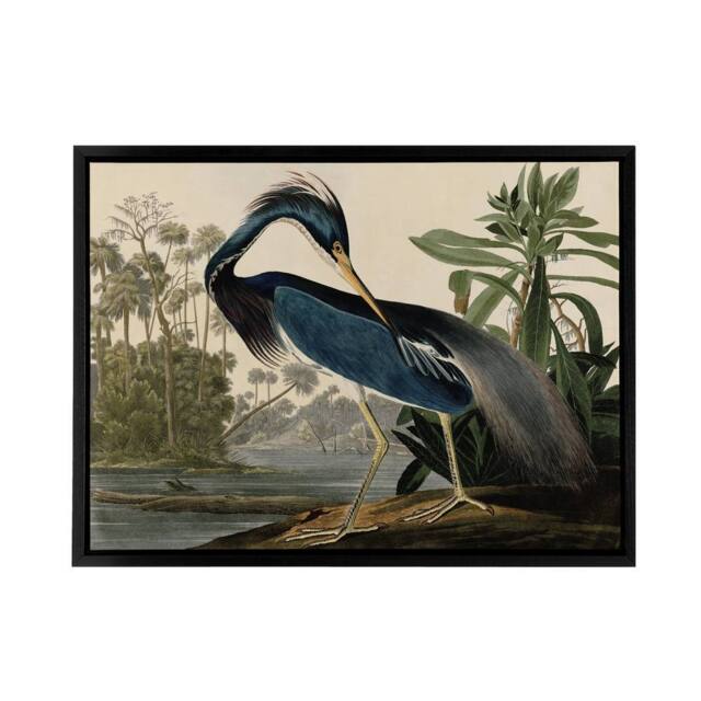 "Artery8 Audubon Birds Louisiana Heron Framed Canvas Wall Art Print - Size: W18"" x H24""" - image 1