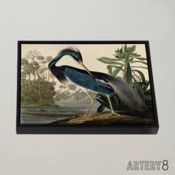 "Artery8 Audubon Birds Louisiana Heron Framed Canvas Wall Art Print - Size: W18"" x H24""" - thumbnail 2