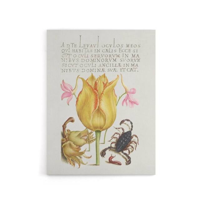 "Artery8 Larkspurs Tulip & Scorpion Calligraphy Canvas Wall Art Print in White - Size: W12"" x H16""" - image 1