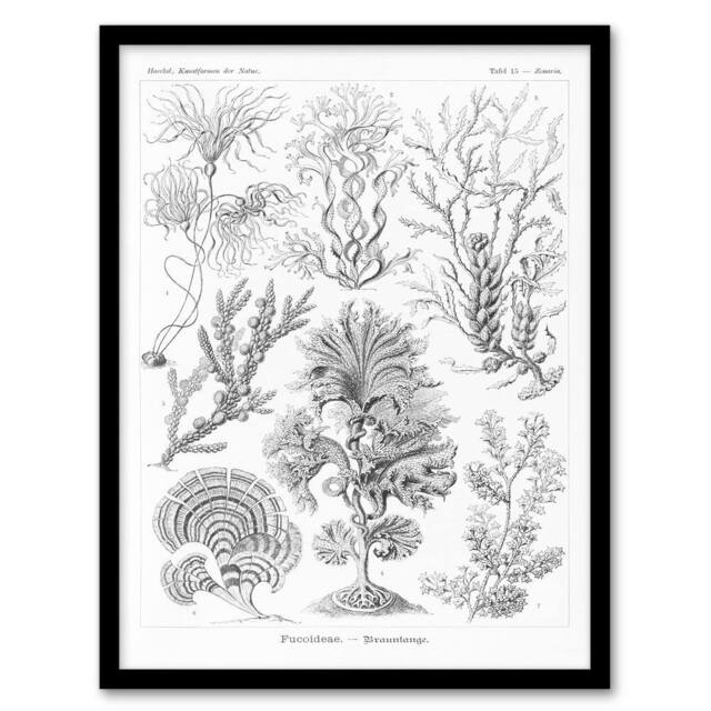 Artery8 Ernst Haeckel Framed Wall Art Print Fucoideae Algae Seaweed Species in White - Size: A4 - image 1