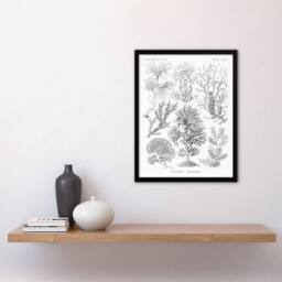 Artery8 Ernst Haeckel Framed Wall Art Print Fucoideae Algae Seaweed Species in White - Size: A4 - thumbnail 2