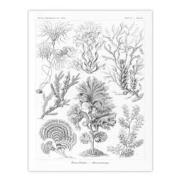 Artery8 Ernst Haeckel Framed Wall Art Print Fucoideae Algae Seaweed Species in White - Size: A4 - thumbnail 3