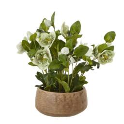 Lemon Pavilion Furniture and Decor Hellebore Plant in Pot - Plastic - L33 x W38 x H41 cm - Green/Taupe in Green