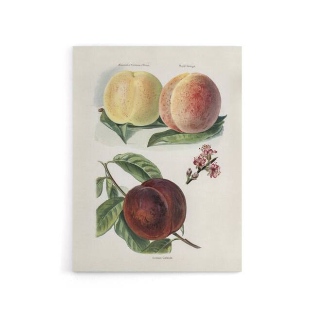 "Artery8 Vintage Illustration of Peach Varieties Wright Canvas Wall Art Print in White - Size: W18"" x H24""" - image 1