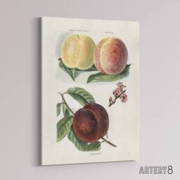 "Artery8 Vintage Illustration of Peach Varieties Wright Canvas Wall Art Print in White - Size: W18"" x H24""" - thumbnail 2