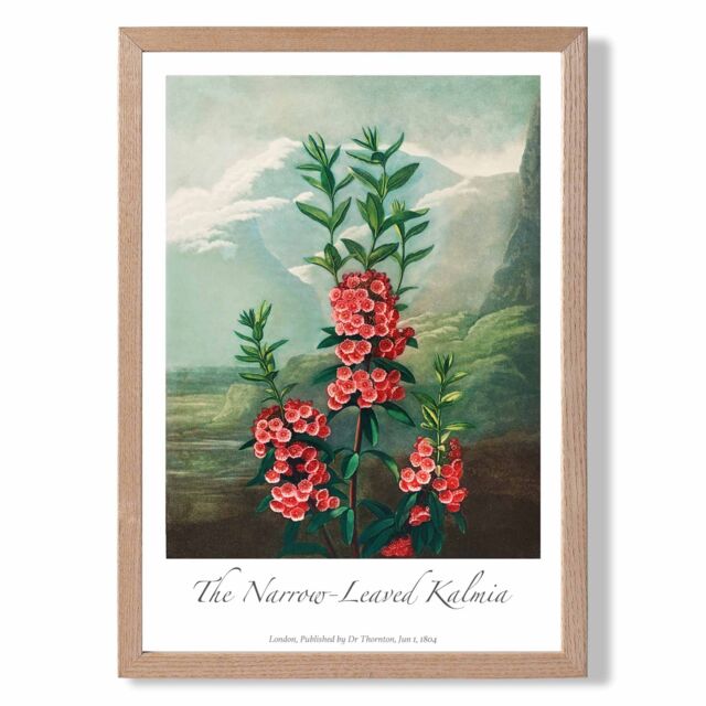 ARTZE Vintage Floral Exhibition - Kalmia Flowers Framed Print SIZE: A3 with Oak Frame in Pink - Size: A2 - image 1