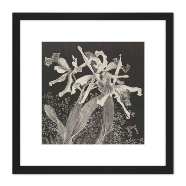 Artery8 Hoytema Orchids Flower Petals Plant Bw Drawing 8X8 Inch Square Wooden Framed Wall Art Print Picture with Mount in Black - image 1