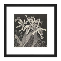 Artery8 Hoytema Orchids Flower Petals Plant Bw Drawing 8X8 Inch Square Wooden Framed Wall Art Print Picture with Mount in Black - thumbnail 1
