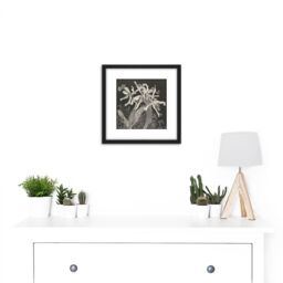Artery8 Hoytema Orchids Flower Petals Plant Bw Drawing 8X8 Inch Square Wooden Framed Wall Art Print Picture with Mount in Black - thumbnail 2