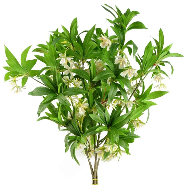 Leaf 6 x 90cm Artificial Hainan Elaeocarpus Stem in Green - Size: 6 x 90 cm - image 1