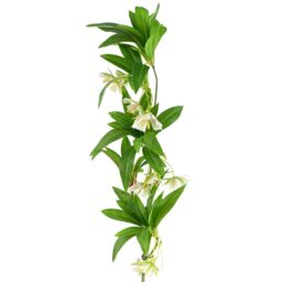 Leaf 6 x 90cm Artificial Hainan Elaeocarpus Stem in Green - Size: 6 x 90 cm - thumbnail 5