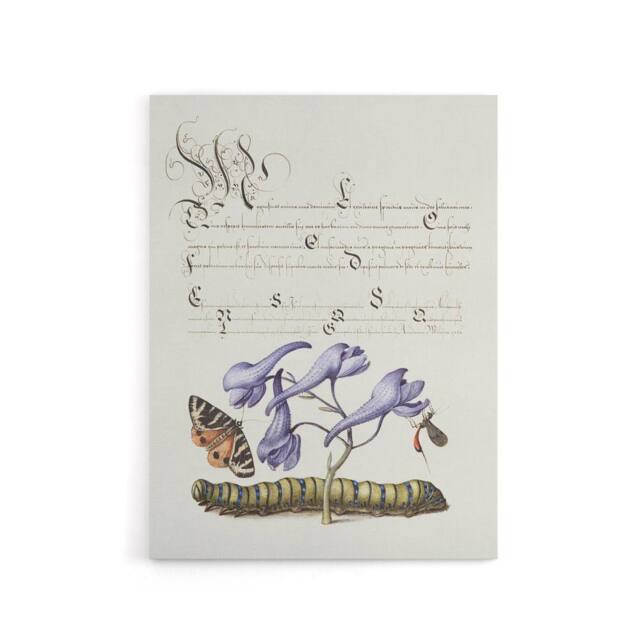 "Artery8 Butterfly Caterpillar & Flower Calligraphy Canvas Wall Art Print in White - Size: W18"" x H24""" - image 1