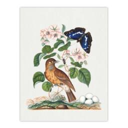 Artery8 Spotted Flycatcher & Purple Emperor Bolton Framed Wall Art Print in White - Size: A4 - thumbnail 3