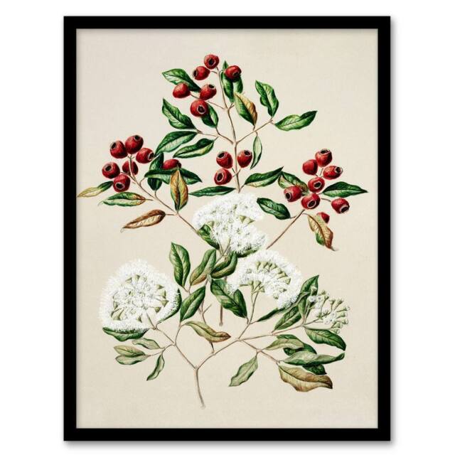 Artery8 Sarah Featon Framed Wall Art New Zealand Maire Tawake Tree Flowers in Beige - Size: A4 - image 1