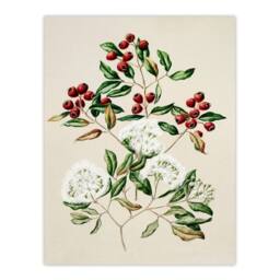Artery8 Sarah Featon Framed Wall Art New Zealand Maire Tawake Tree Flowers in Beige - Size: A4 - thumbnail 3