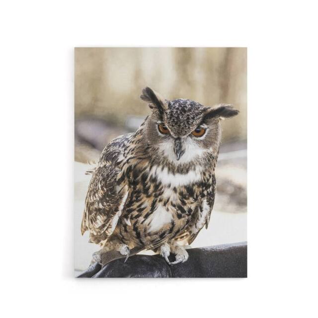 "Artery8 Owl perched on a rock Carol M Highsmith Canvas Wall Art Print - Size: W12"" x H16""" - image 1