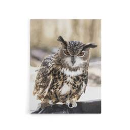 "Artery8 Owl perched on a rock Carol M Highsmith Canvas Wall Art Print - Size: W12"" x H16""" - thumbnail 1