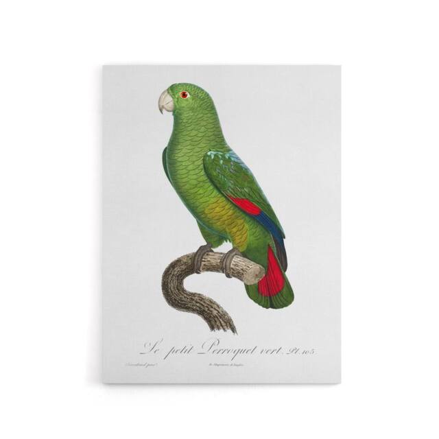 "Artery8 The Black Billed Amazon Parrot Levaillant Canvas Wall Art Print in White - Size: W12"" x H16""" - image 1