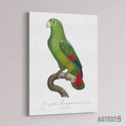 "Artery8 The Black Billed Amazon Parrot Levaillant Canvas Wall Art Print in White - Size: W12"" x H16""" - thumbnail 2
