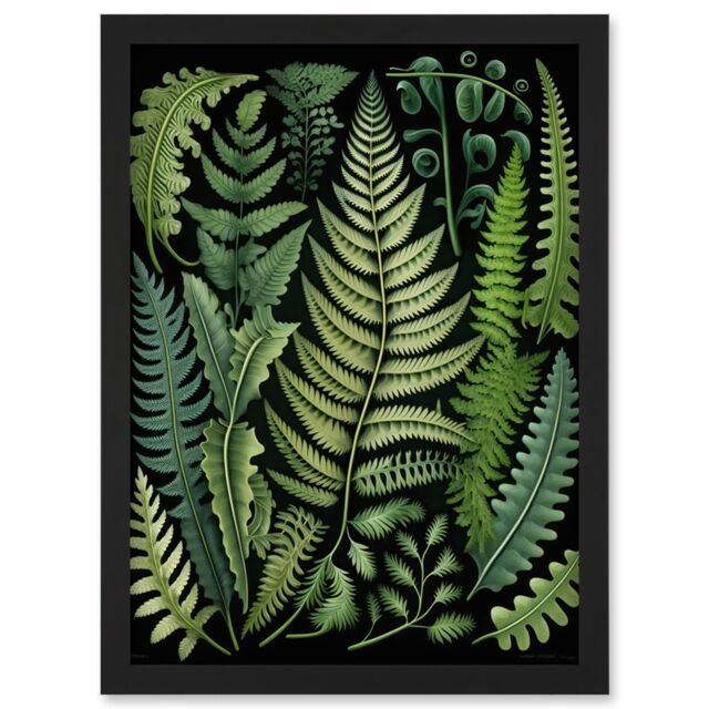 Artery8 Ernst Haeckel Style Fern Fronds Leaf Illustration Artwork Framed Wall Art Print A4 in Black - image 1