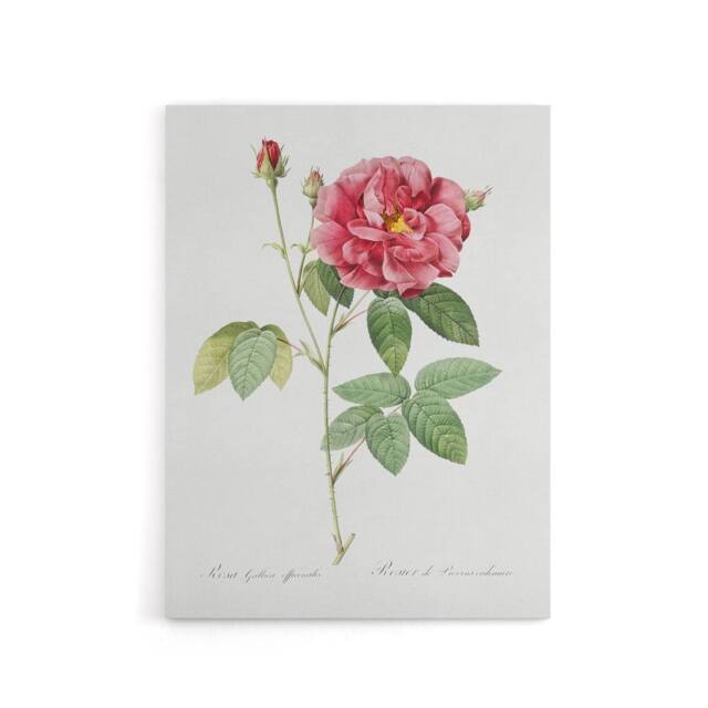 "Artery8 French Rose Illustration Redoute Vintage Canvas Wall Art in White - Size: W18"" x H24""" - image 1